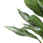 Aglaonema Silver Bay
