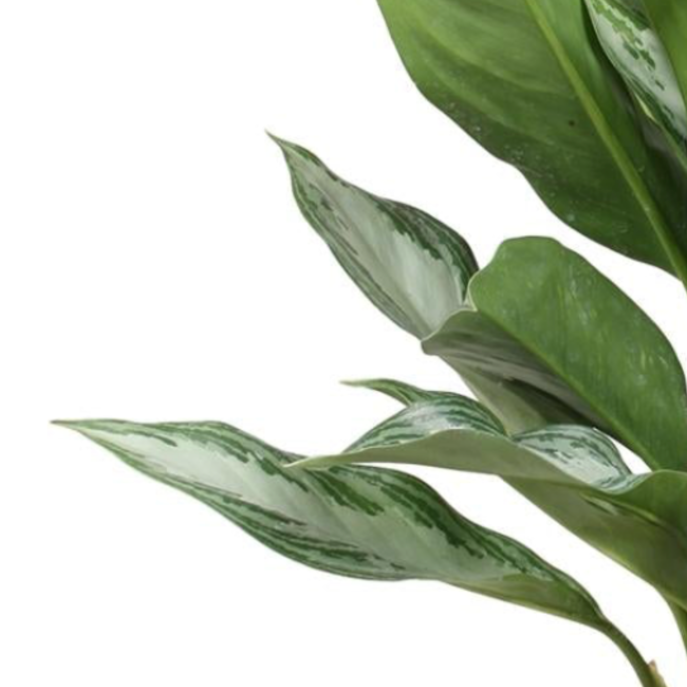 Aglaonema Silver Bay