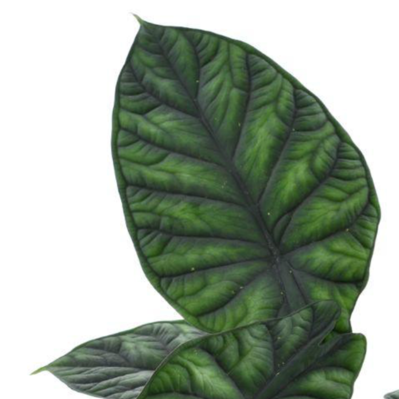 Alocasia Dragon Scale