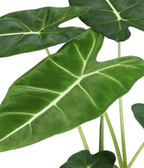 Alocasia Frydek