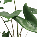 Alocasia Zebrina