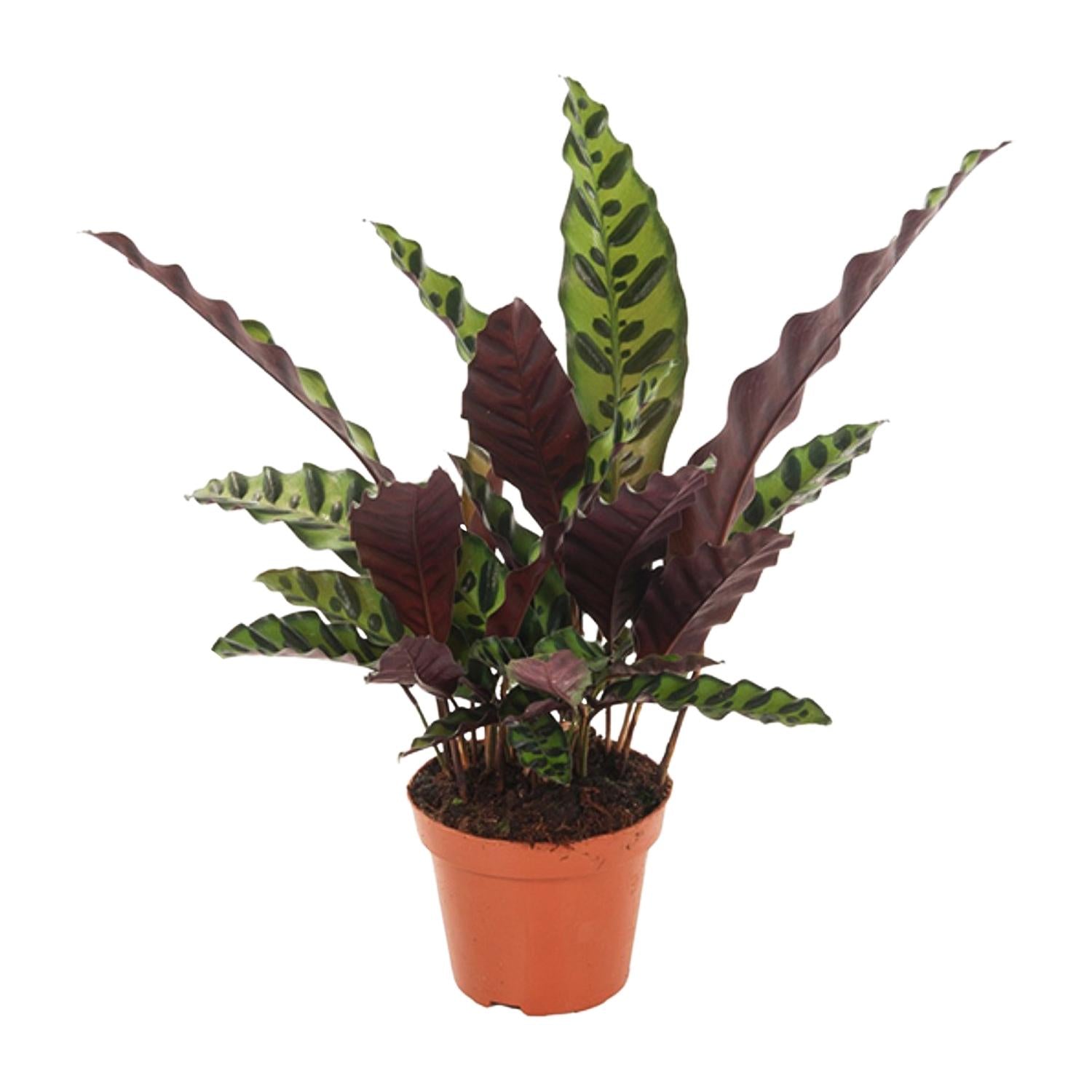 Calathea insignis