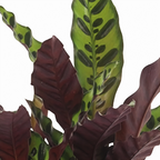 Calathea insignis