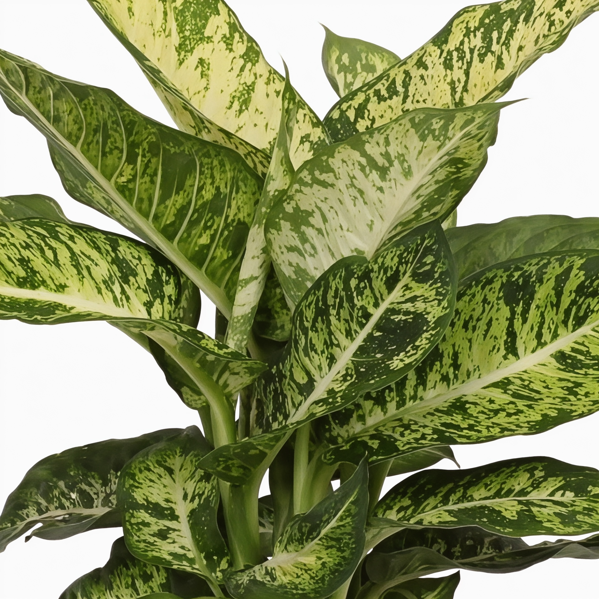 Dieffenbachia Mars