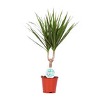 dracaena_marginata_kamerplant_cadeau