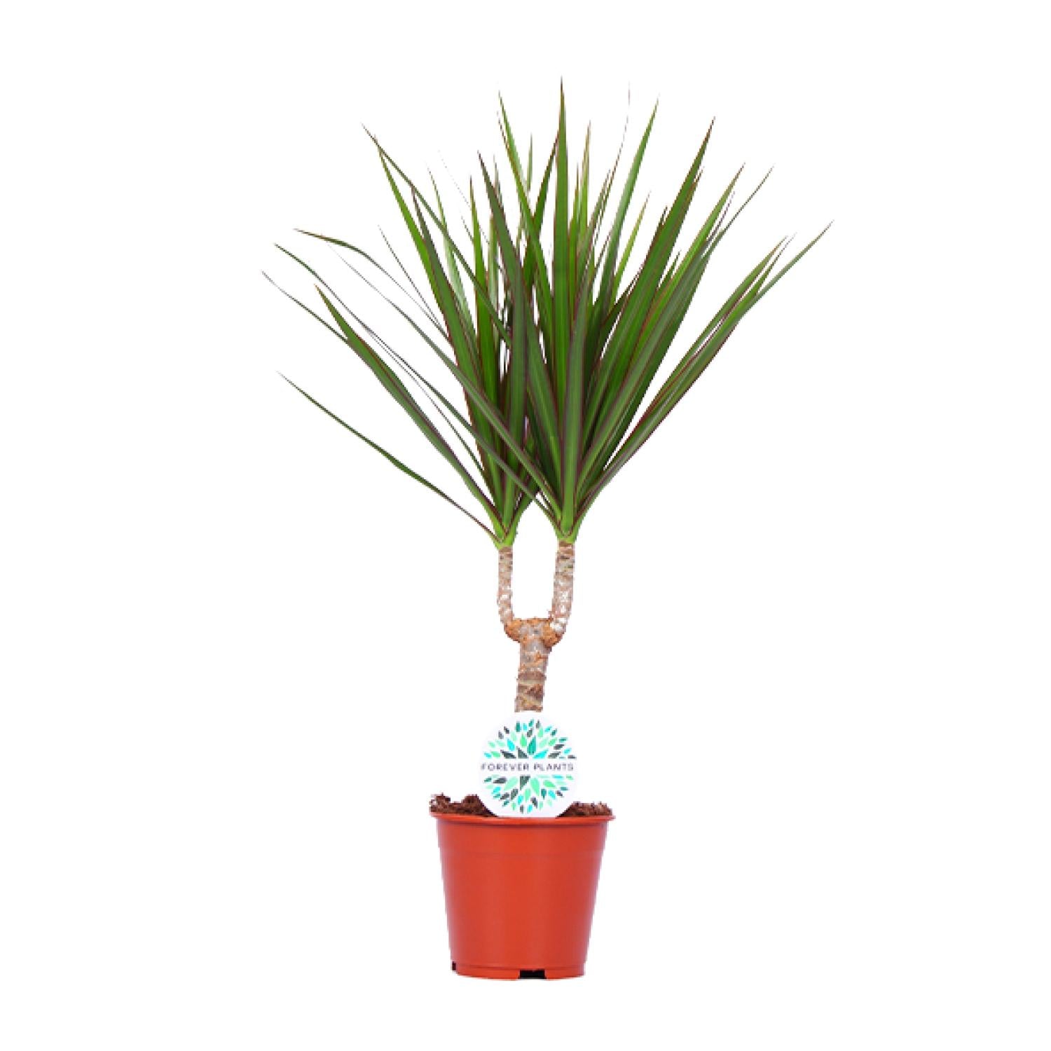 dracaena_marginata_kamerplant_cadeau