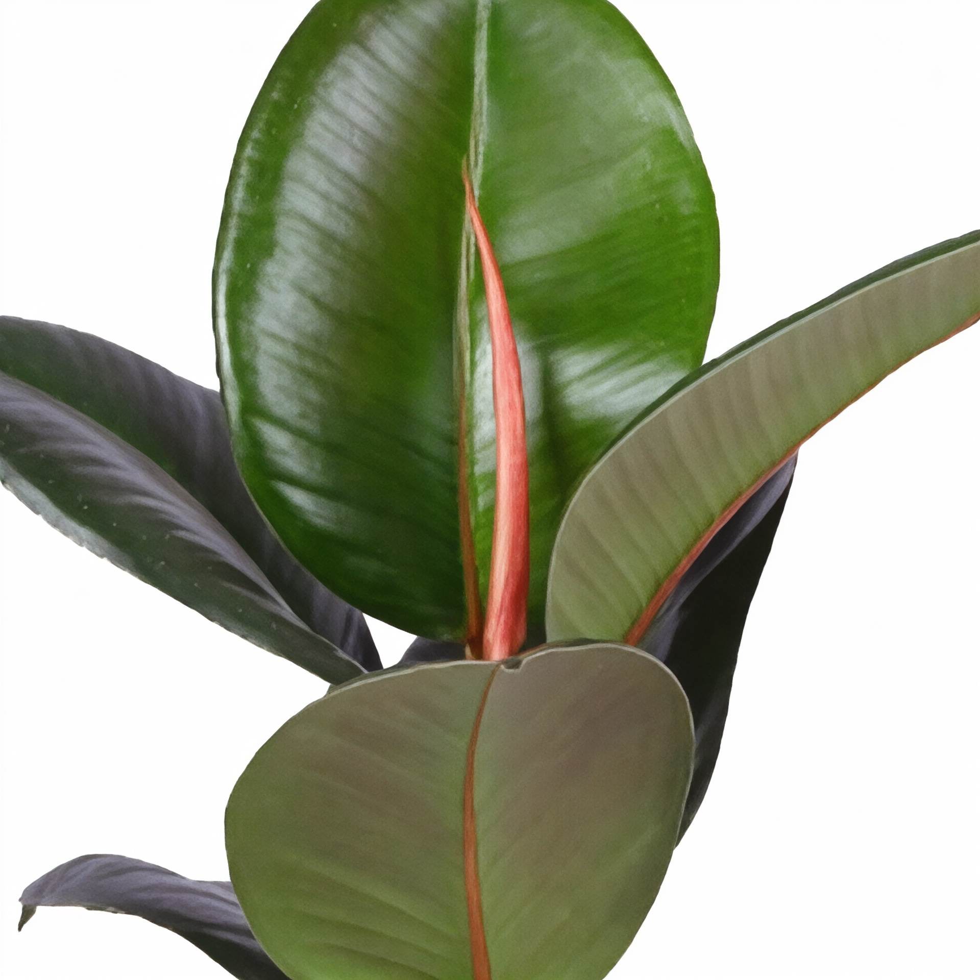 Ficus elastica Robusta