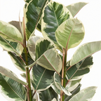 Ficus elastica Tineke