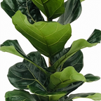 Ficus lyrata