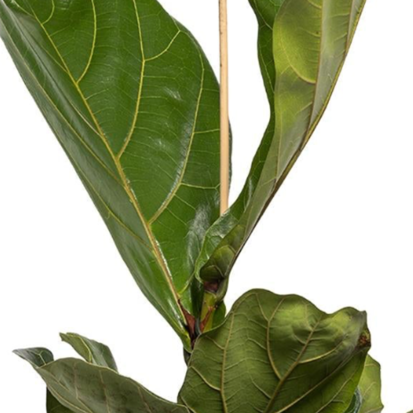 Ficus lyrata