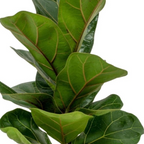 Ficus lyrata