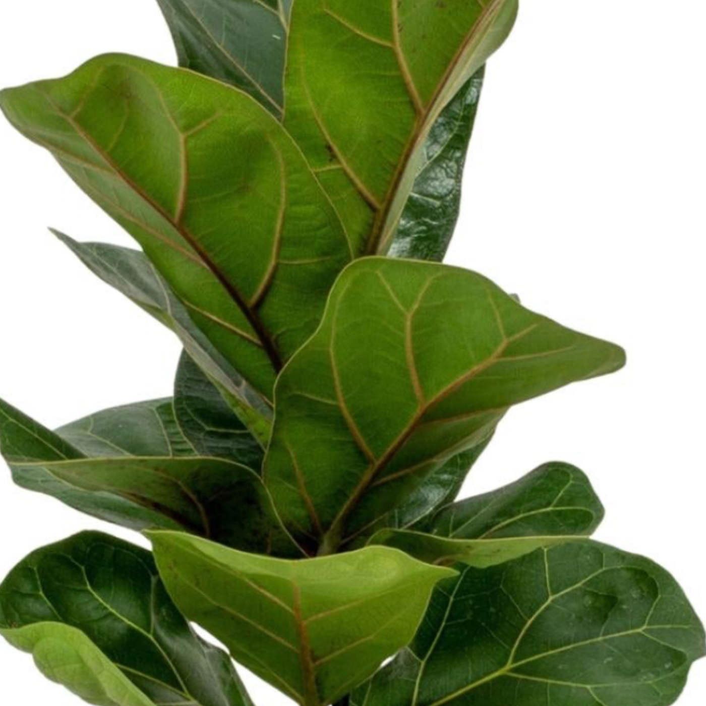 Ficus lyrata