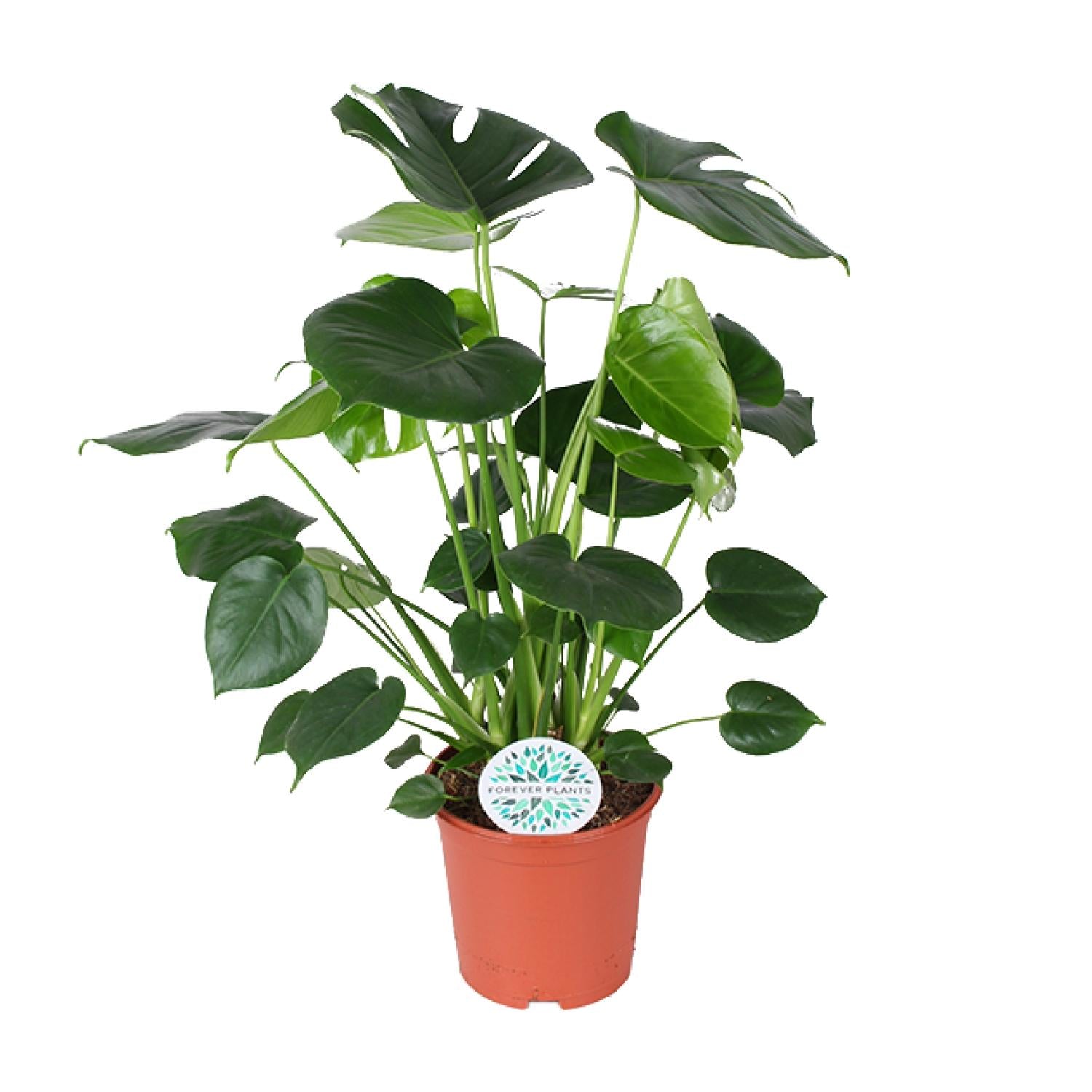 Monstera deliciosa