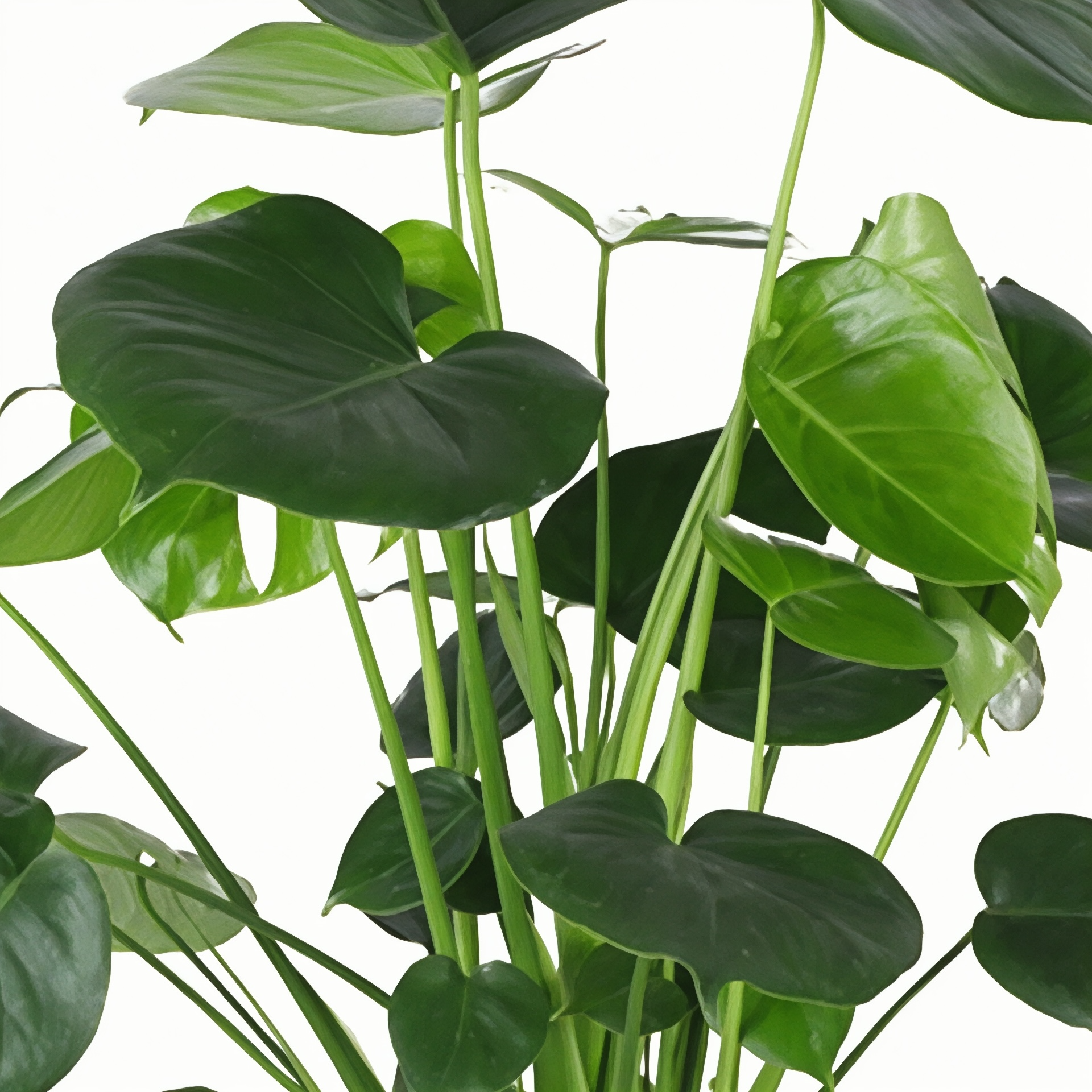 Monstera deliciosa