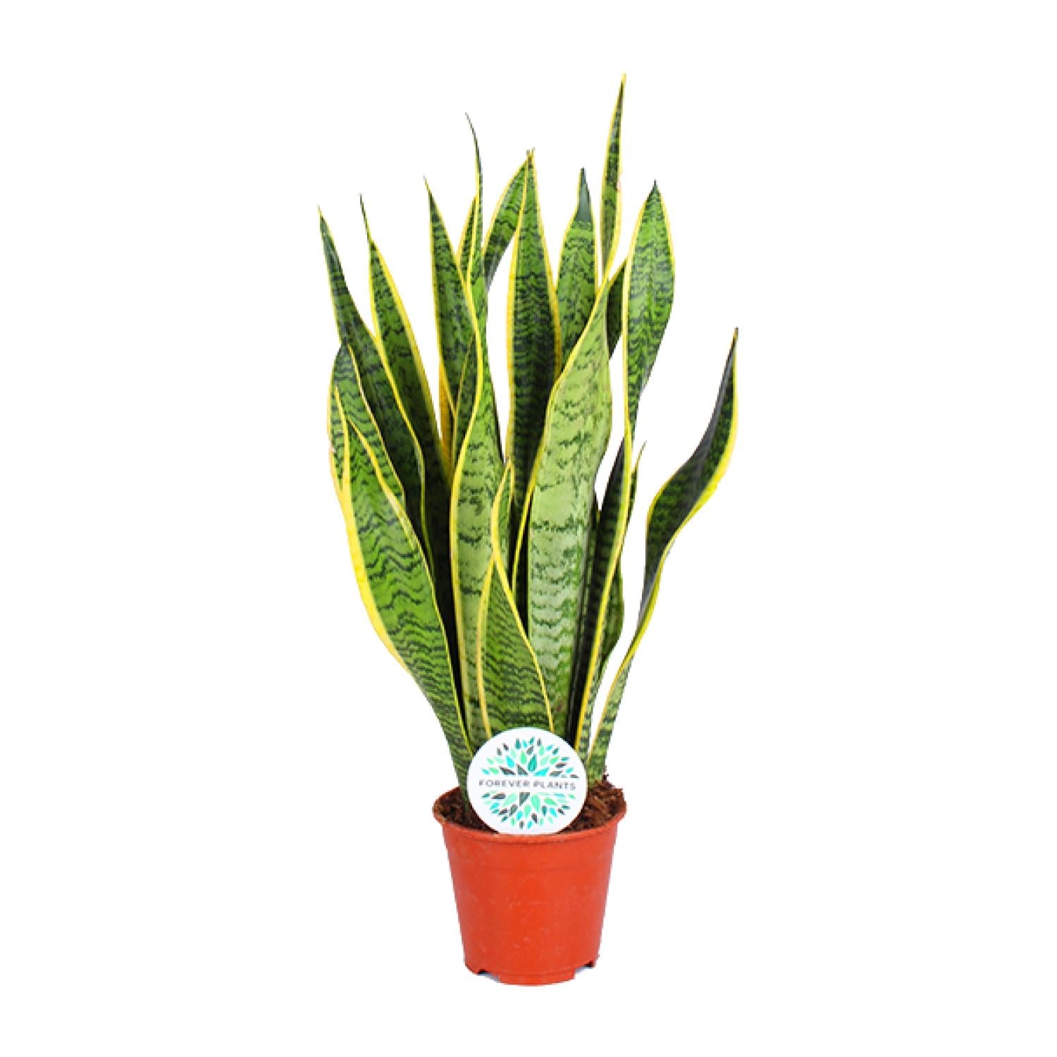 Sansevieria trifasciata Laurentii