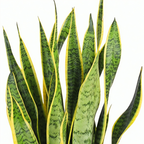 Sansevieria trifasciata Laurentii