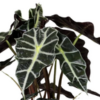 Alocasia Polly