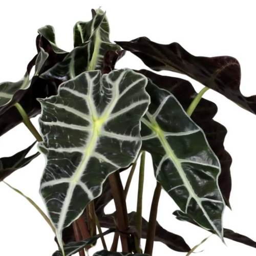 Alocasia Polly