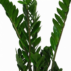 Zamioculcas zamiifolia