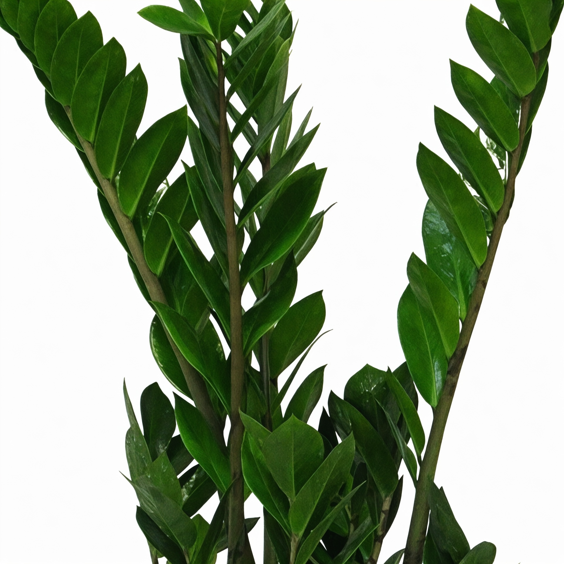 Zamioculcas zamiifolia
