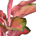 Aglaonema Orange Star