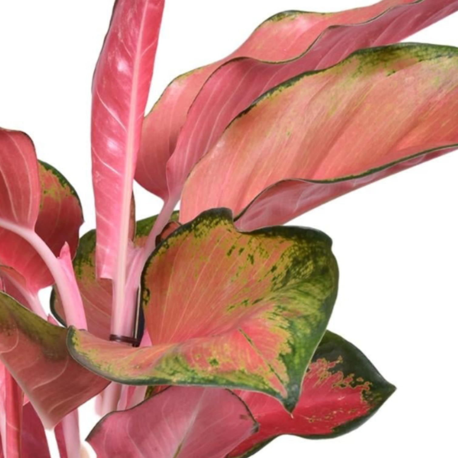 Aglaonema Orange Star