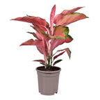 Aglaonema Orange Star