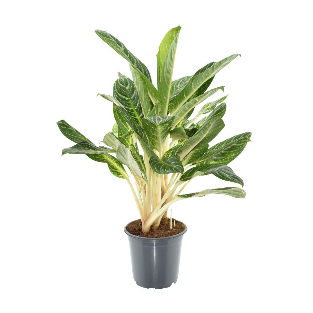 Aglaonema Key Lime