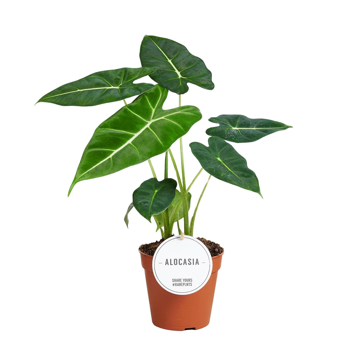 Alocasia Frydek