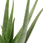 Aloë Vera