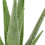Aloë Vera
