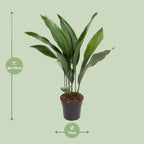 Aspidistra elatior