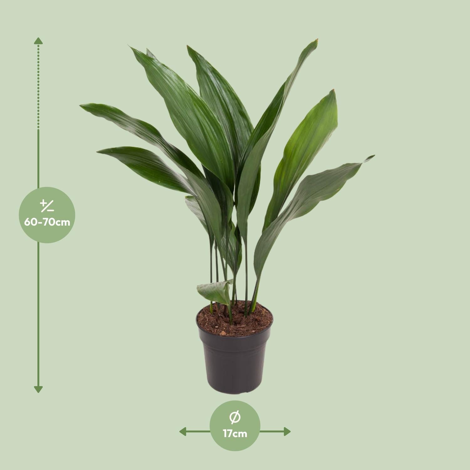 Aspidistra elatior