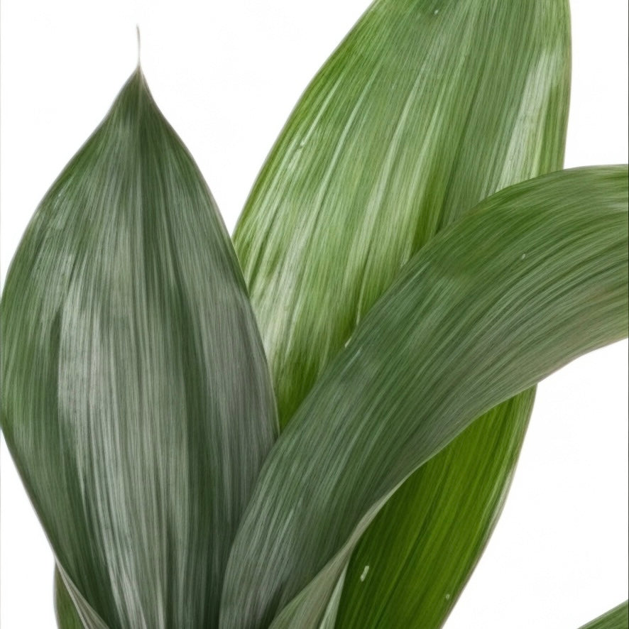Aspidistra elatior