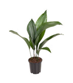 Aspidistra elatior