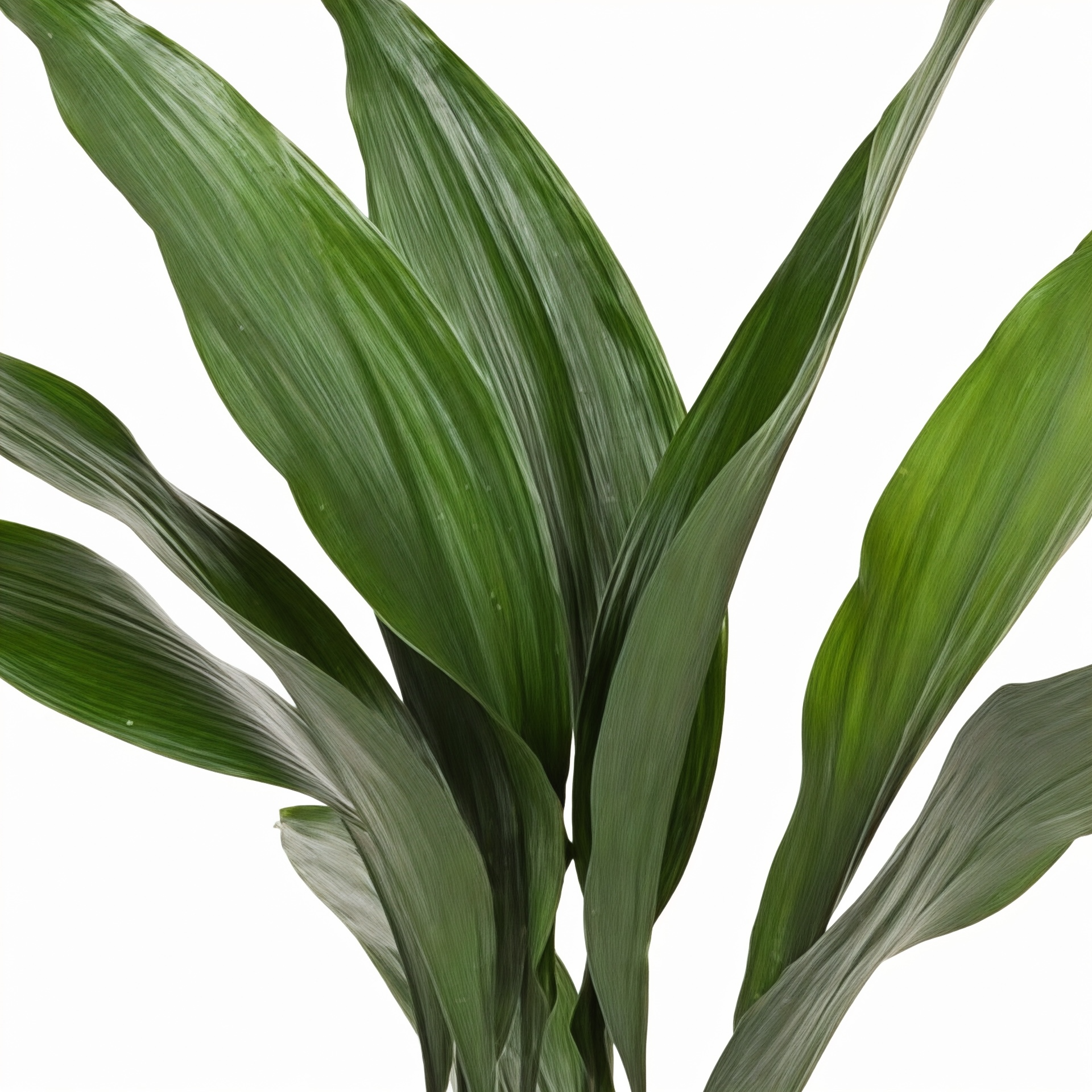 Aspidistra elatior