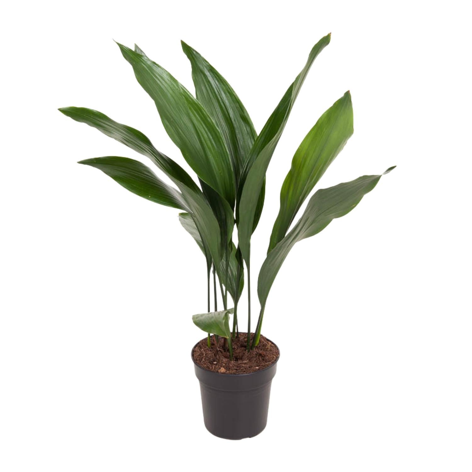Aspidistra elatior