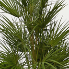 Chamaerops Humilis