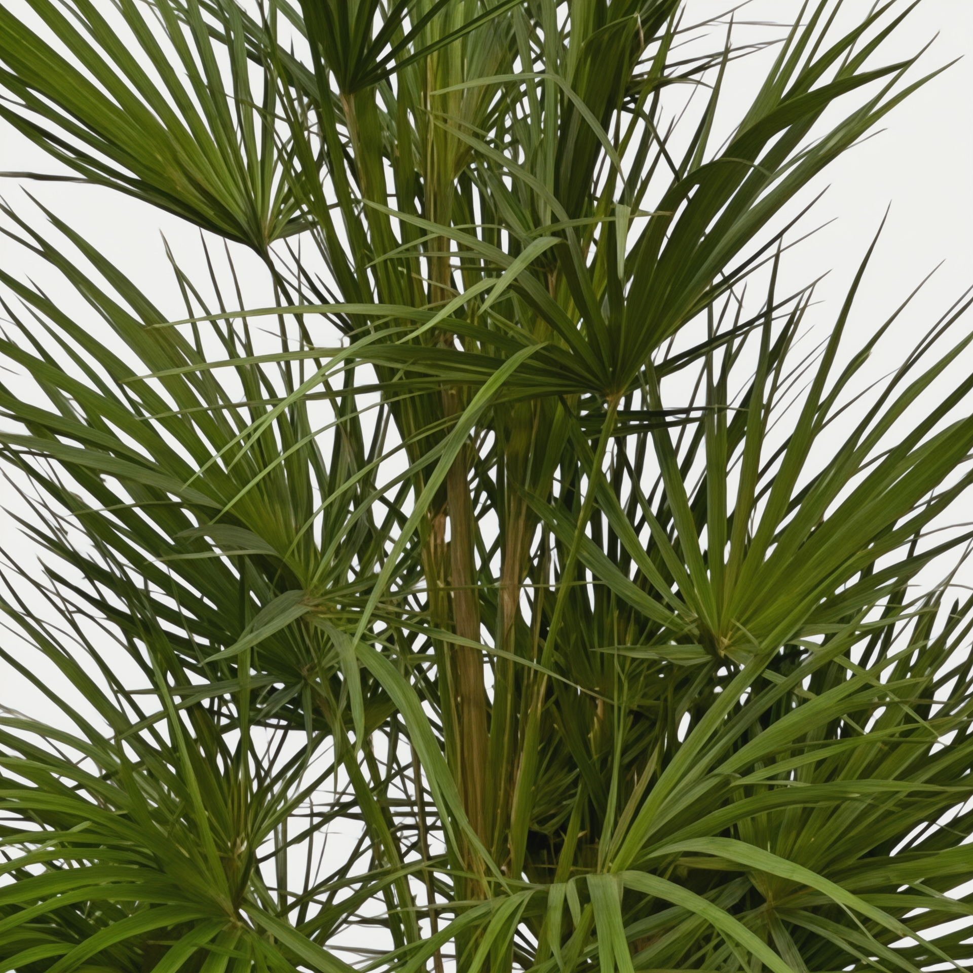 Chamaerops Humilis