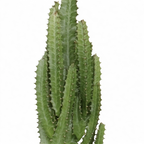 Euphorbia trigona