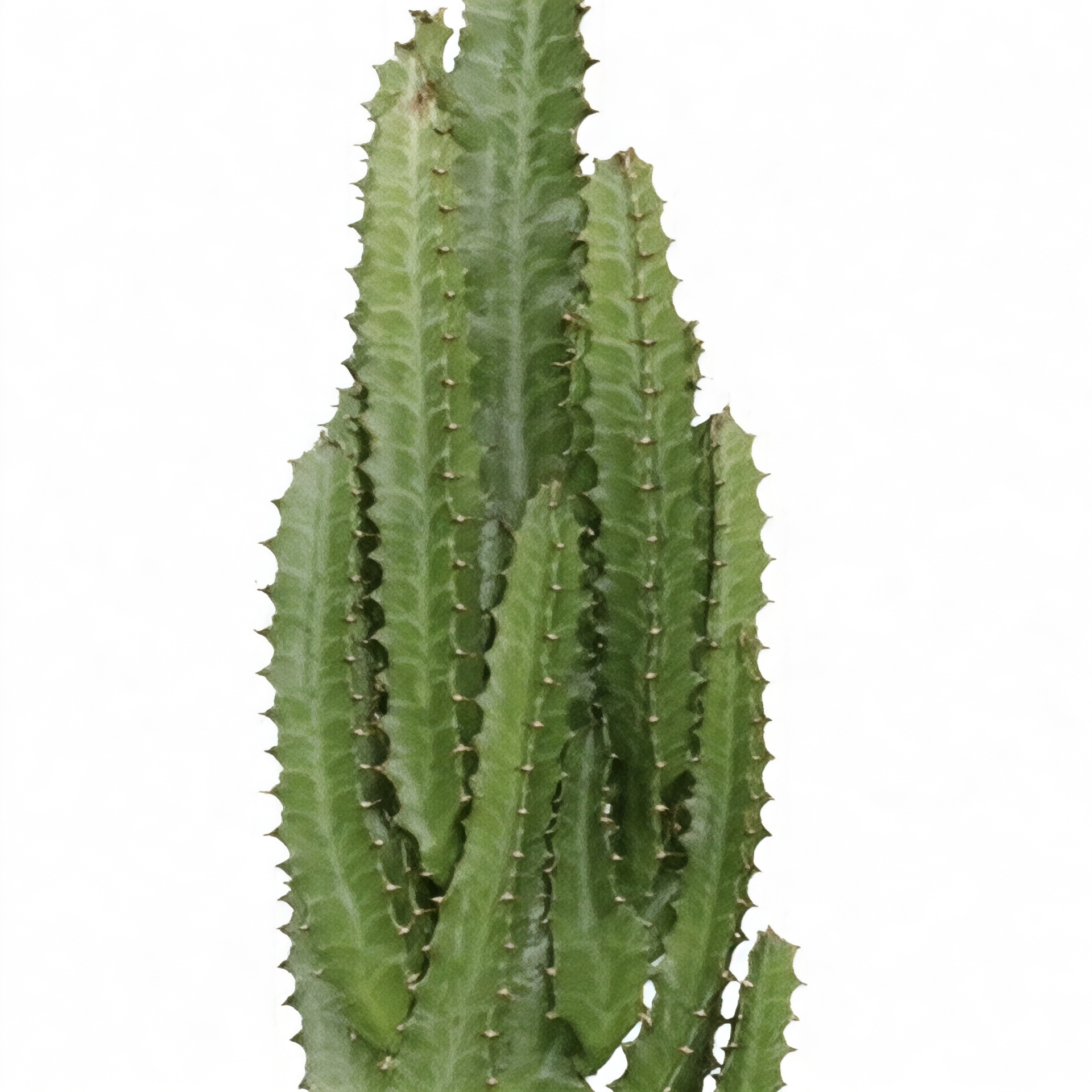 Euphorbia trigona