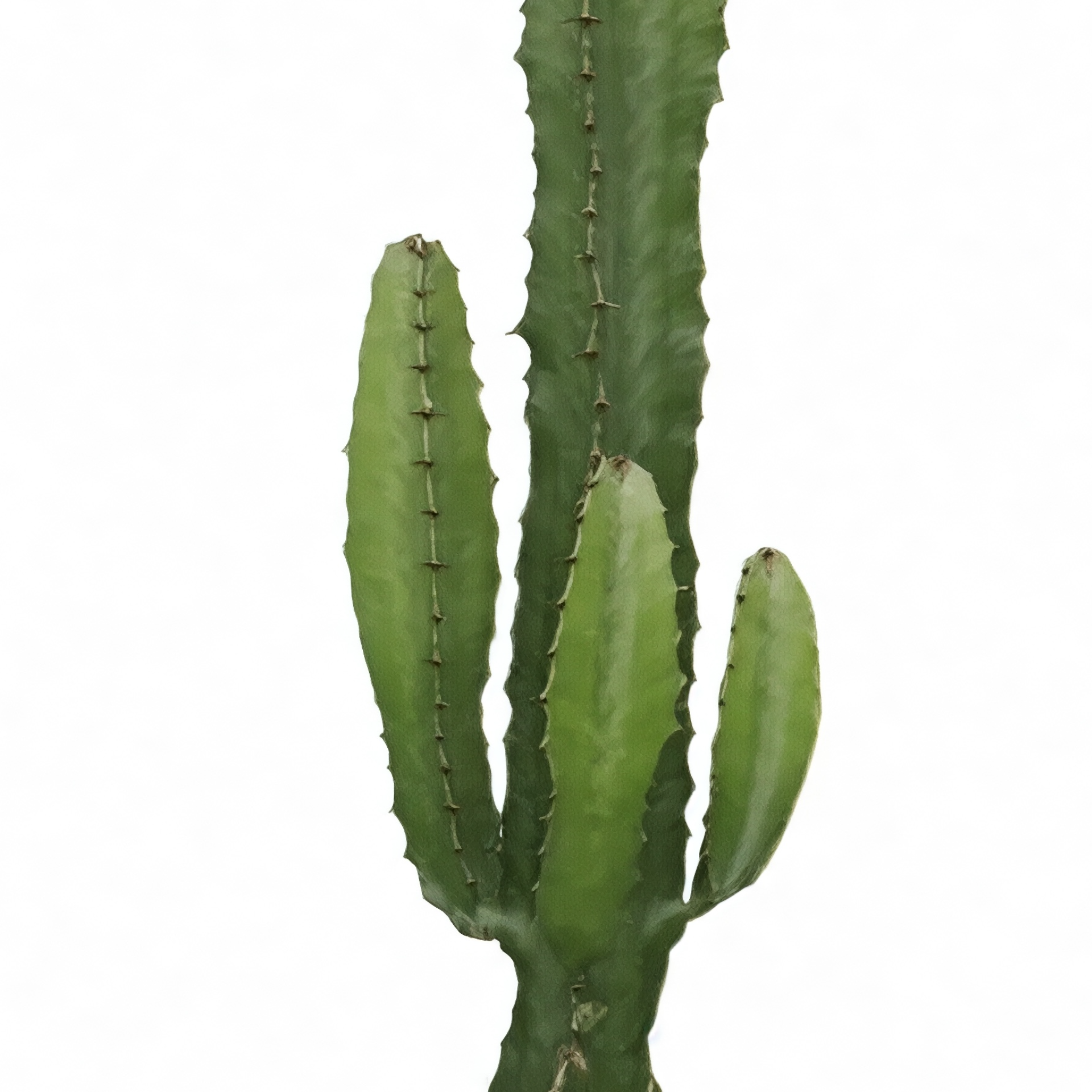 Euphorbia acrurensis