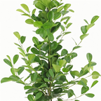 Ficus microcarpa Moclame