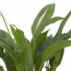 Spathiphyllum Torelli