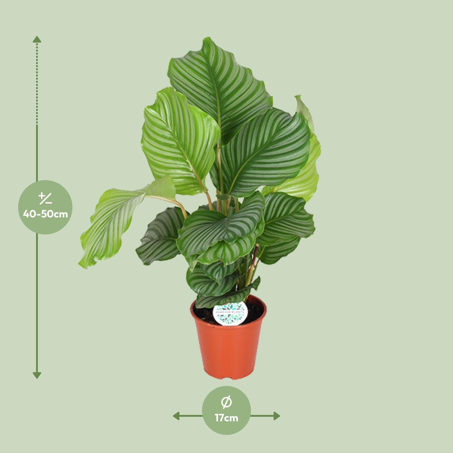 Calathea orbifolia