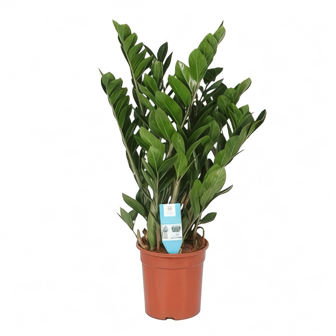 Zamioculcas zamiifolia