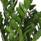 Zamioculcas zamiifolia