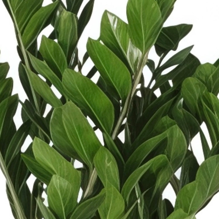 Zamioculcas zamiifolia